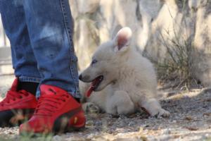 White-Swiss-Shepherd-Puppies-BTWW-GosaNostra-October-08102018-0115