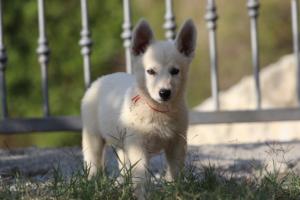 White-Swiss-Shepherd-Puppies-BTWW-GosaNostra-October-08102018-0116