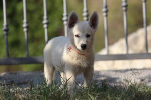 White-Swiss-Shepherd-Puppies-BTWW-GosaNostra-October-08102018-0117