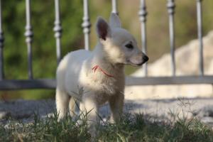 White-Swiss-Shepherd-Puppies-BTWW-GosaNostra-October-08102018-0118