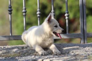 White-Swiss-Shepherd-Puppies-BTWW-GosaNostra-October-08102018-0119