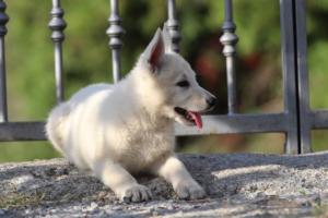 White-Swiss-Shepherd-Puppies-BTWW-GosaNostra-October-08102018-0120