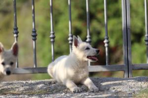 White-Swiss-Shepherd-Puppies-BTWW-GosaNostra-October-08102018-0121