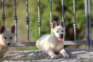 White-Swiss-Shepherd-Puppies-BTWW-GosaNostra-October-08102018-0122
