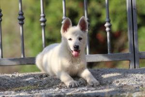 White-Swiss-Shepherd-Puppies-BTWW-GosaNostra-October-08102018-0123