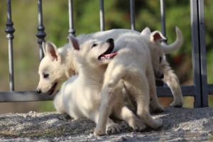 White-Swiss-Shepherd-Puppies-BTWW-GosaNostra-October-08102018-0128