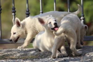 White-Swiss-Shepherd-Puppies-BTWW-GosaNostra-October-08102018-0129