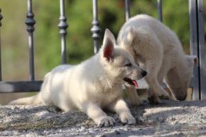 White-Swiss-Shepherd-Puppies-BTWW-GosaNostra-October-08102018-0130