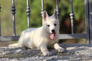 White-Swiss-Shepherd-Puppies-BTWW-GosaNostra-October-08102018-0131