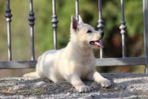 White-Swiss-Shepherd-Puppies-BTWW-GosaNostra-October-08102018-0132