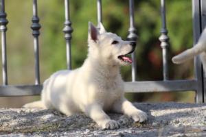 White-Swiss-Shepherd-Puppies-BTWW-GosaNostra-October-08102018-0133