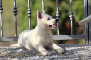 White-Swiss-Shepherd-Puppies-BTWW-GosaNostra-October-08102018-0134