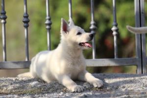 White-Swiss-Shepherd-Puppies-BTWW-GosaNostra-October-08102018-0135