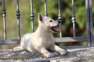 White-Swiss-Shepherd-Puppies-BTWW-GosaNostra-October-08102018-0136