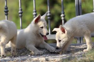 White-Swiss-Shepherd-Puppies-BTWW-GosaNostra-October-08102018-0137