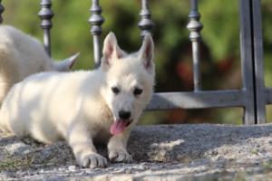 White-Swiss-Shepherd-Puppies-BTWW-GosaNostra-October-08102018-0138