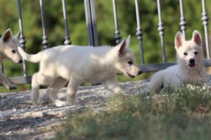 White-Swiss-Shepherd-Puppies-BTWW-GosaNostra-October-08102018-0139