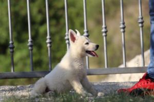 White-Swiss-Shepherd-Puppies-BTWW-GosaNostra-October-08102018-0140
