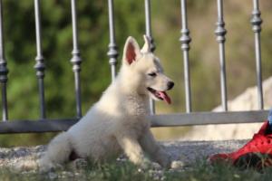 White-Swiss-Shepherd-Puppies-BTWW-GosaNostra-October-08102018-0141