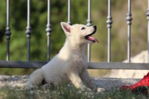 White-Swiss-Shepherd-Puppies-BTWW-GosaNostra-October-08102018-0142