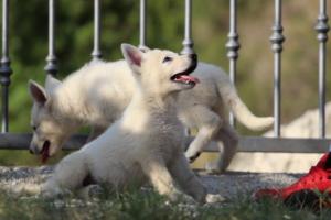 White-Swiss-Shepherd-Puppies-BTWW-GosaNostra-October-08102018-0143