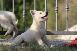 White-Swiss-Shepherd-Puppies-BTWW-GosaNostra-October-08102018-0144