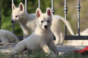 White-Swiss-Shepherd-Puppies-BTWW-GosaNostra-October-08102018-0145