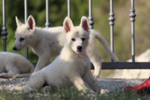 White-Swiss-Shepherd-Puppies-BTWW-GosaNostra-October-08102018-0146