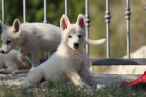 White-Swiss-Shepherd-Puppies-BTWW-GosaNostra-October-08102018-0147