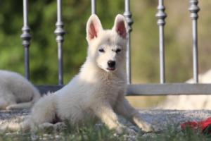 White-Swiss-Shepherd-Puppies-BTWW-GosaNostra-October-08102018-0148
