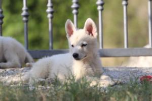 White-Swiss-Shepherd-Puppies-BTWW-GosaNostra-October-08102018-0149