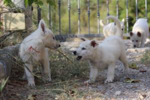 White-Swiss-Shepherd-Puppies-BTWW-GosaNostra-October-08102018-0150