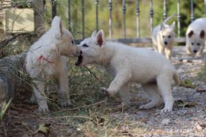 White-Swiss-Shepherd-Puppies-BTWW-GosaNostra-October-08102018-0151