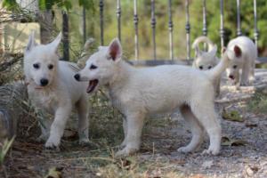 White-Swiss-Shepherd-Puppies-BTWW-GosaNostra-October-08102018-0152