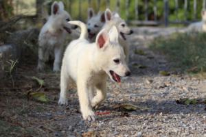 White-Swiss-Shepherd-Puppies-BTWW-GosaNostra-October-08102018-0153