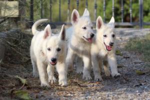White-Swiss-Shepherd-Puppies-BTWW-GosaNostra-October-08102018-0154