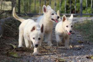 White-Swiss-Shepherd-Puppies-BTWW-GosaNostra-October-08102018-0155