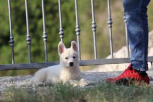 White-Swiss-Shepherd-Puppies-BTWW-GosaNostra-October-08102018-0156