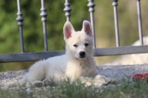 White-Swiss-Shepherd-Puppies-BTWW-GosaNostra-October-08102018-0157