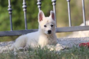 White-Swiss-Shepherd-Puppies-BTWW-GosaNostra-October-08102018-0158