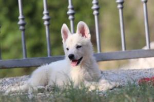 White-Swiss-Shepherd-Puppies-BTWW-GosaNostra-October-08102018-0159