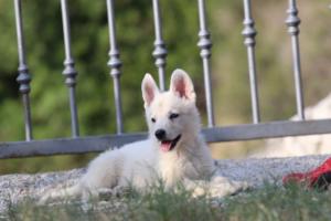 White-Swiss-Shepherd-Puppies-BTWW-GosaNostra-October-08102018-0160