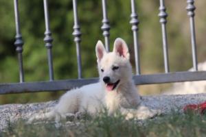 White-Swiss-Shepherd-Puppies-BTWW-GosaNostra-October-08102018-0161