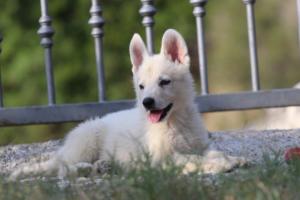 White-Swiss-Shepherd-Puppies-BTWW-GosaNostra-October-08102018-0162