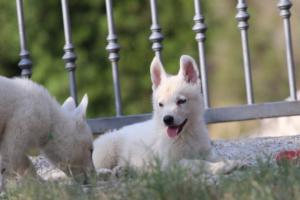 White-Swiss-Shepherd-Puppies-BTWW-GosaNostra-October-08102018-0163