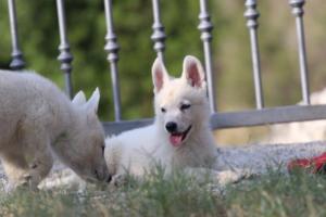 White-Swiss-Shepherd-Puppies-BTWW-GosaNostra-October-08102018-0164