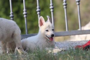 White-Swiss-Shepherd-Puppies-BTWW-GosaNostra-October-08102018-0165