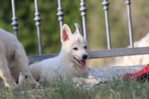 White-Swiss-Shepherd-Puppies-BTWW-GosaNostra-October-08102018-0166