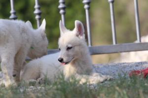 White-Swiss-Shepherd-Puppies-BTWW-GosaNostra-October-08102018-0167