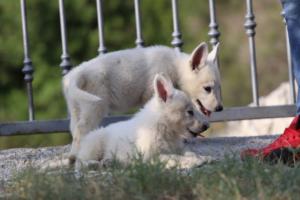 White-Swiss-Shepherd-Puppies-BTWW-GosaNostra-October-08102018-0168